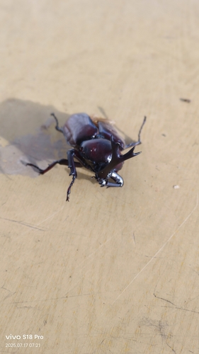 Japanese Rhinoceros Beetle