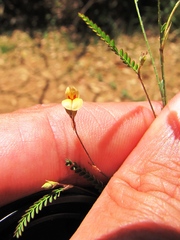 Aeschynomene americana