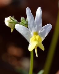 Nemesia anisocarpa