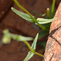 Nemesia anisocarpa