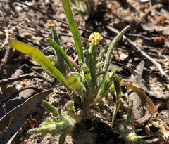 Podotheca angustifolia