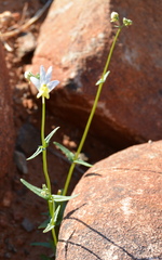 Nemesia anisocarpa