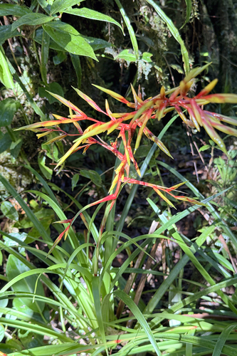 Guzmania paniculata