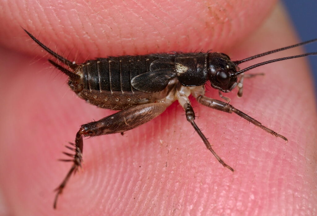 Striped Marsh-cricket