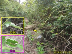 Choaspes hemixanthus