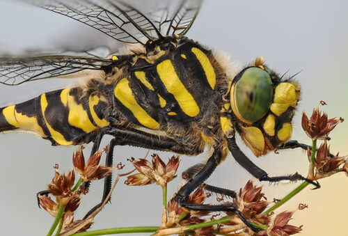 Golden-ringed Dragonfly photo 4