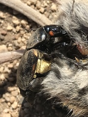 Nicrophorus guttula