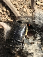 Nicrophorus guttula