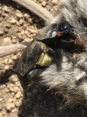Nicrophorus guttula