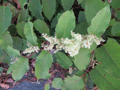 Reynoutria japonica