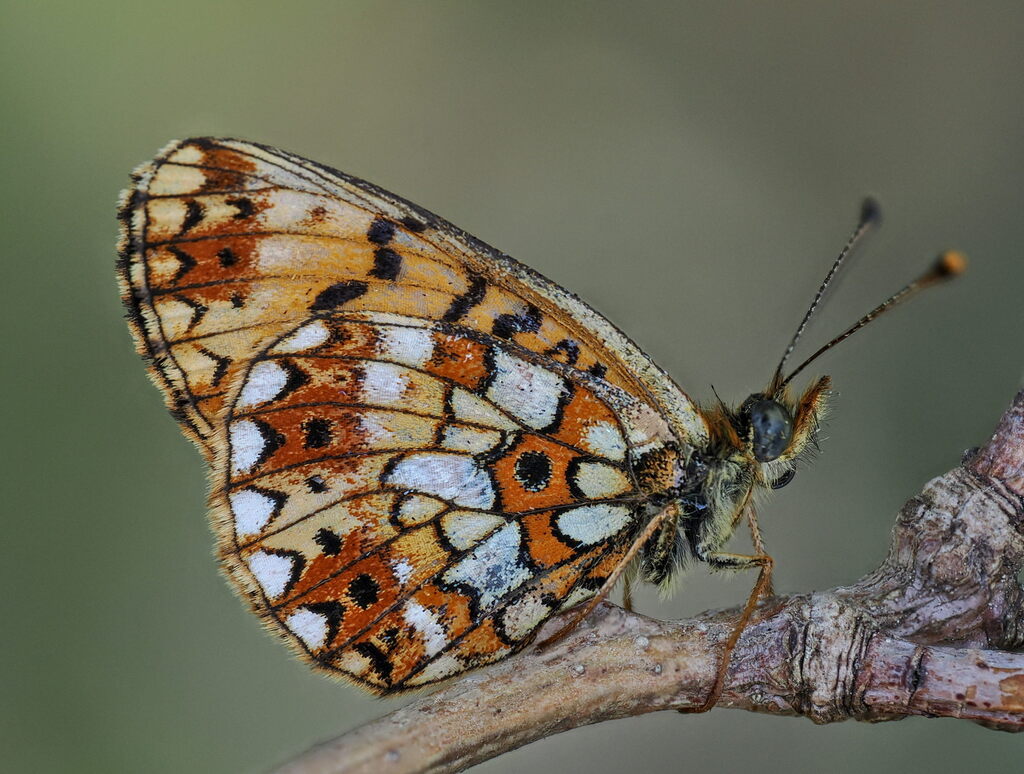Eurasian Silver-bordered Fritillary