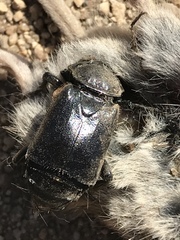Nicrophorus guttula