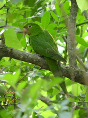 Psittacara leucophthalmus