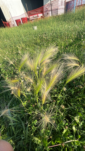 Foxtail Barley