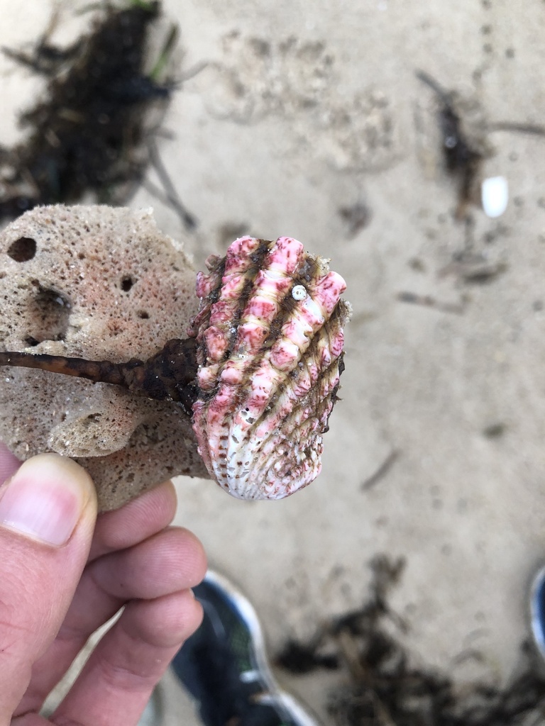 Large-ribbed cardita