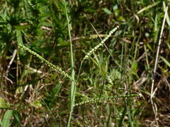 Paspalum laeve