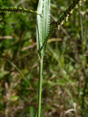 Paspalum laeve