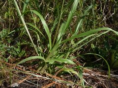 Paspalum laeve