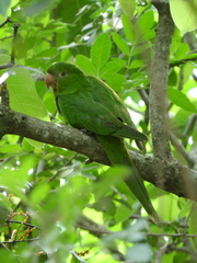 Psittacara leucophthalmus