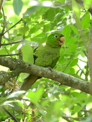 Psittacara leucophthalmus