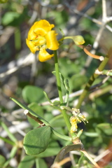 Roepera foetida