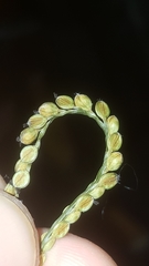 Paspalum laeve
