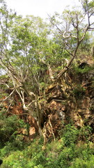 Ficus petiolaris