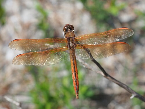 Golden-winged Skimmer photo 6