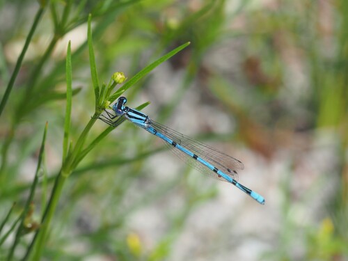 Atlantic Bluet photo 4