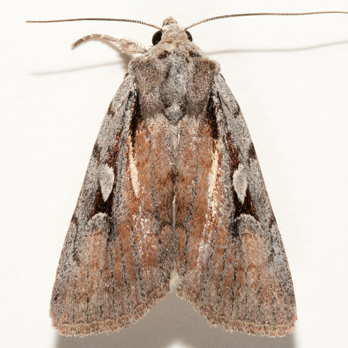 Setagrotis pallidicollis Grote, 1880