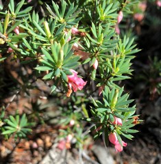 Brachyloma ericoides