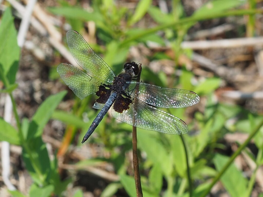 Martha's Pennant