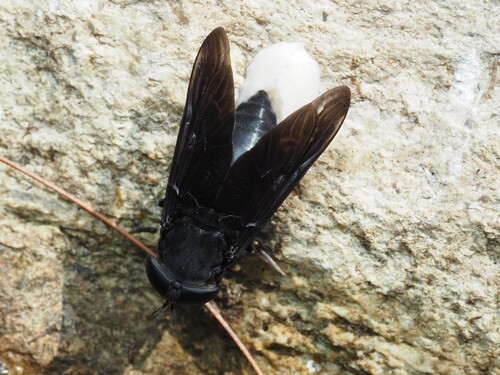 Black horse fly