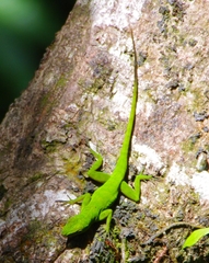 Anolis evermanni