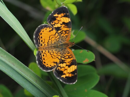 Pearl Crescent photographed in Massachusetts