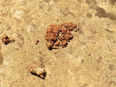 Bassariscus