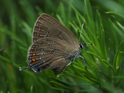 Edwards' Hairstreak photo 6