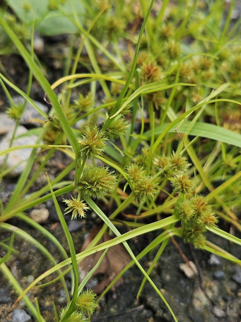 Bearded Flatsedge
