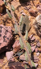 Aeschynomene histrix