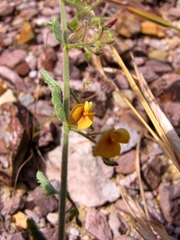 Aeschynomene histrix