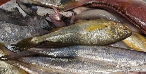 Croceine croaker (Larimichthys crocea) — Sciaenidae — 3