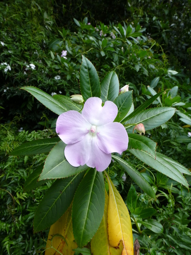 Impatiens sodenii
