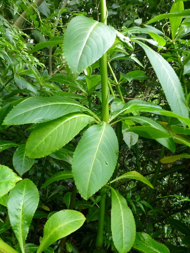 Impatiens sodenii