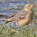 Rocky Mountains American Pipit - Photo (c) Sean Cozart, some rights reserved (CC BY-NC), uploaded by Sean Cozart