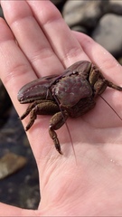 Petrolisthes tuberculosus