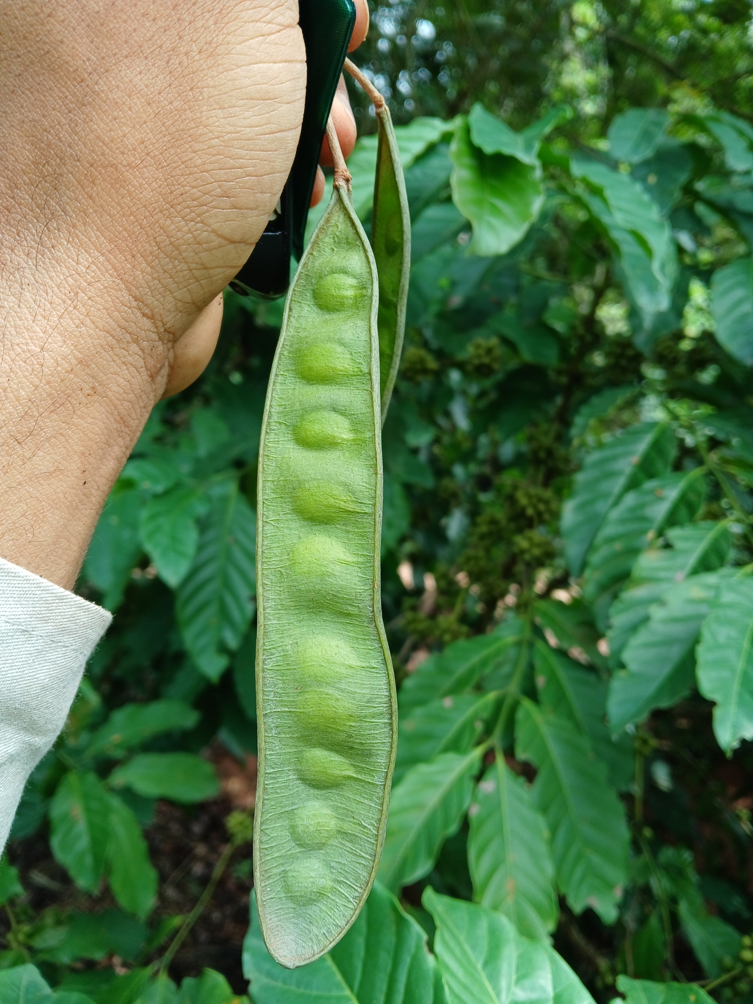 Pseudalbizzia polycephala