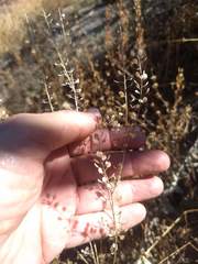 Lepidium virginicum menziesii
