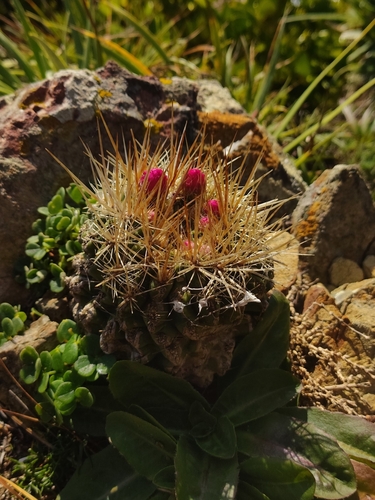 Eriosyce subgibbosa