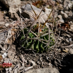 Echinofossulocactus pentacanthus