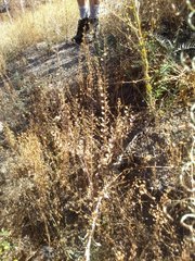 Lepidium virginicum menziesii